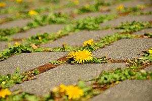 Almost half of gardeners agree that garden care chemicals are the solution