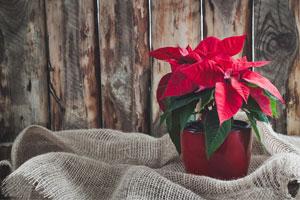 Poinsettia Houseplant