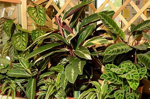 Spear and Jackson teams up with award-winning garden and landscape